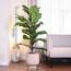 Ficus Lyrata Plant with Pot - 140 cm-InfluencerCodes_Ramadan26_All_20012026-image-3