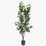 Ficus Tree - 160 cm-InfluencerCodes_Ramadan26_All_20012026-image-1