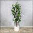 Ficus Tree - 160 cm-InfluencerCodes_Ramadan26_All_20012026-image-2