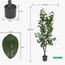 Ficus Tree - 160 cm-InfluencerCodes_Ramadan26_All_20012026-image-8