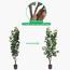 Ficus Tree - 160 cm-InfluencerCodes_Ramadan26_All_20012026-image-3
