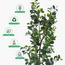 Ficus Tree - 160 cm-InfluencerCodes_Ramadan26_All_20012026-image-4