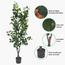 Ficus Tree - 160 cm-InfluencerCodes_Ramadan26_All_20012026-image-5