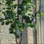 Ficus Tree - 160 cm-InfluencerCodes_Ramadan26_All_20012026-image-6