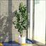 Ficus Tree - 160 cm-InfluencerCodes_Ramadan26_All_20012026-image-7