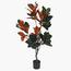 Magnolia Plant in Pot - 120 cm-InfluencerCodes_Ramadan26_All_20012026-image-1