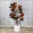 Magnolia Plant in Pot - 120 cm-InfluencerCodes_Ramadan26_All_20012026-image-2