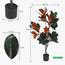Magnolia Plant in Pot - 120 cm-InfluencerCodes_Ramadan26_All_20012026-image-3