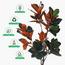 Magnolia Plant in Pot - 120 cm-InfluencerCodes_Ramadan26_All_20012026-image-5