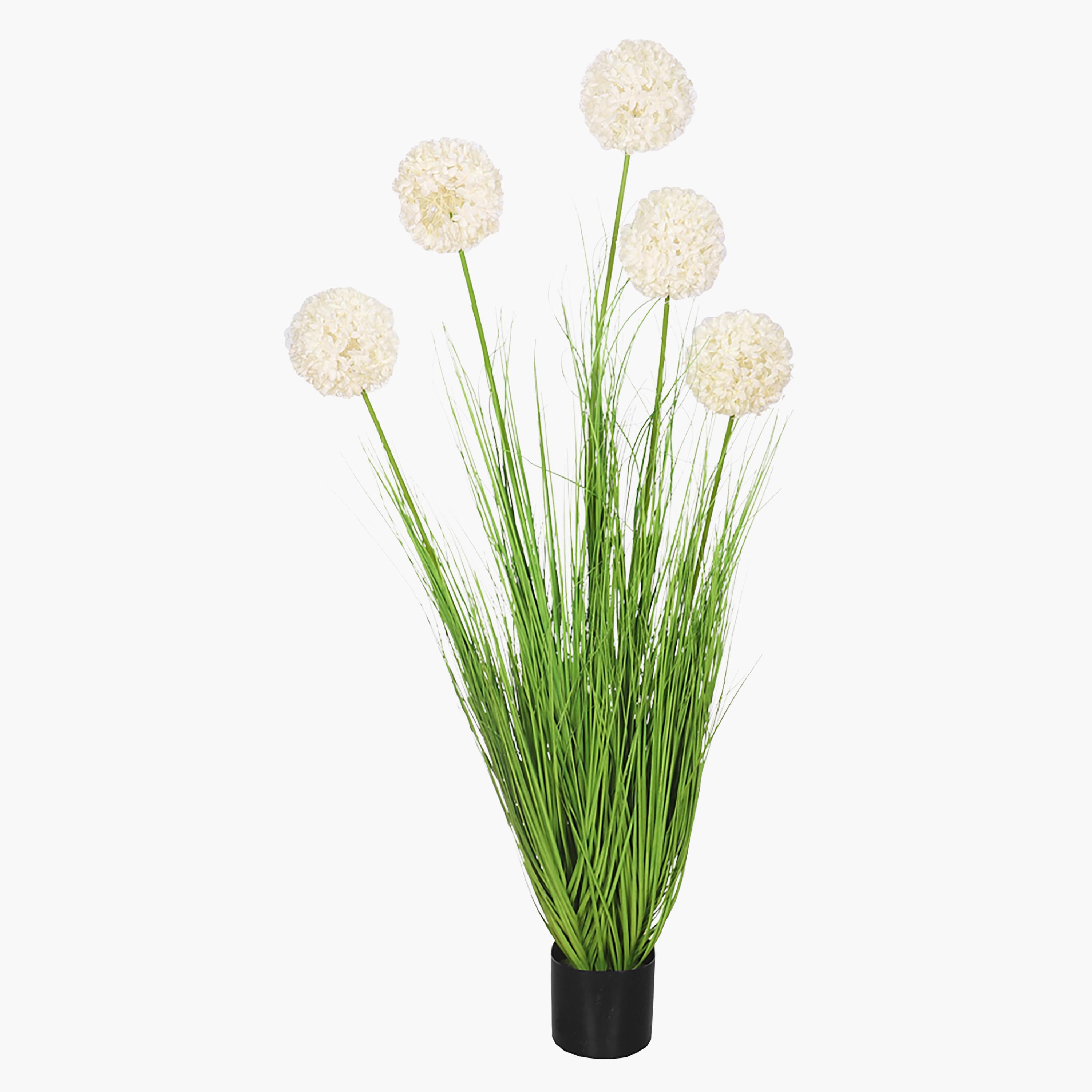 Grass Plant in Pot - 145 cm
