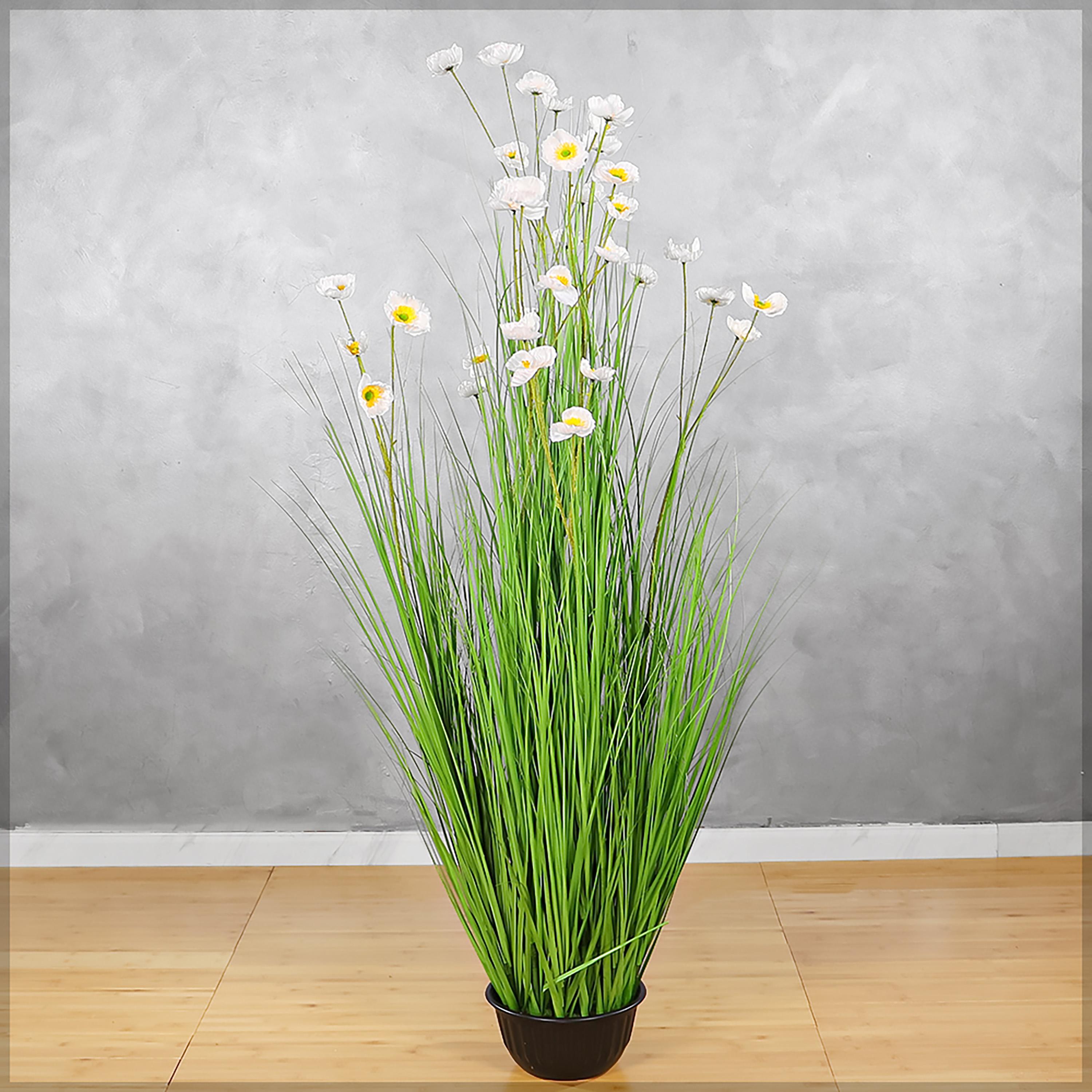 Buttercup Flower Plant in Pot - 150 cm