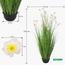 Buttercup Flower Plant in Pot - 150 cm-InfluencerCodes_Ramadan26_All_20012026-image-3