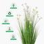 Buttercup Flower Plant in Pot - 150 cm-InfluencerCodes_Ramadan26_All_20012026-image-4