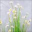 Buttercup Flower Plant in Pot - 150 cm-InfluencerCodes_Ramadan26_All_20012026-image-5