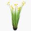 Buttercup Flower Plant in Pot - 150 cm-InfluencerCodes_Ramadan26_All_20012026-image-2