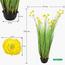Buttercup Flower Plant in Pot - 150 cm-InfluencerCodes_Ramadan26_All_20012026-image-3