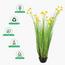 Buttercup Flower Plant in Pot - 150 cm-InfluencerCodes_Ramadan26_All_20012026-image-4