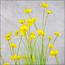 Buttercup Flower Plant in Pot - 150 cm-InfluencerCodes_Ramadan26_All_20012026-image-5