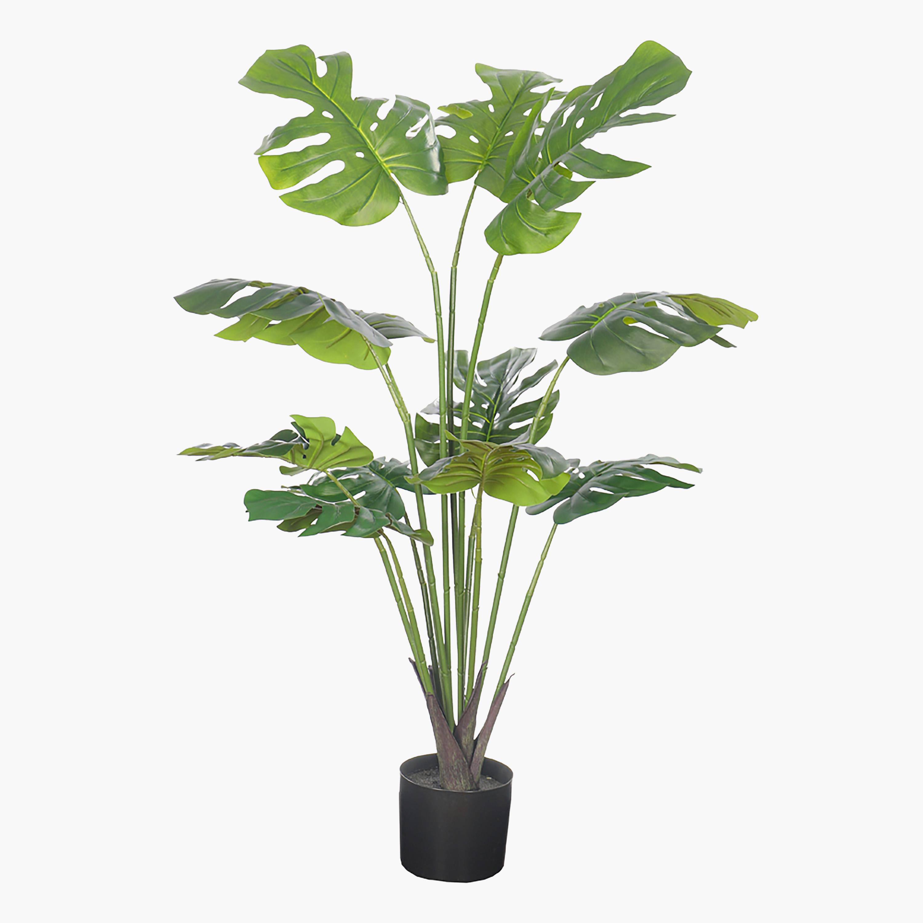 Monstera Plant in Pot - 140 cm