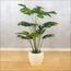 Monstera Plant in Pot - 140 cm-InfluencerCodes_Ramadan26_All_20012026-image-2
