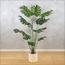 نبات مونستيرا في إناء - 140 سم-InfluencerCodes_Ramadan26_All_20012026-image-5
