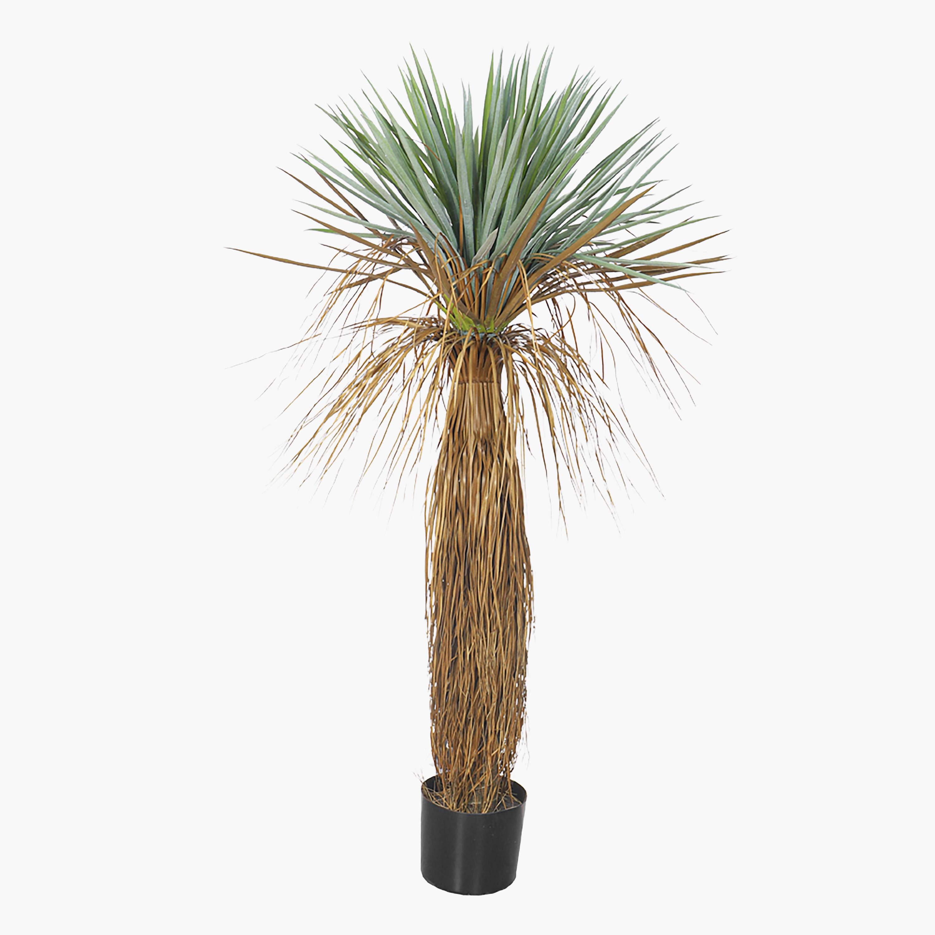 Yucca Palm Tree in Pot - 135 cm