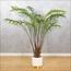 نخلة - 120 سم-InfluencerCodes_Ramadan26_All_20012026-image-5