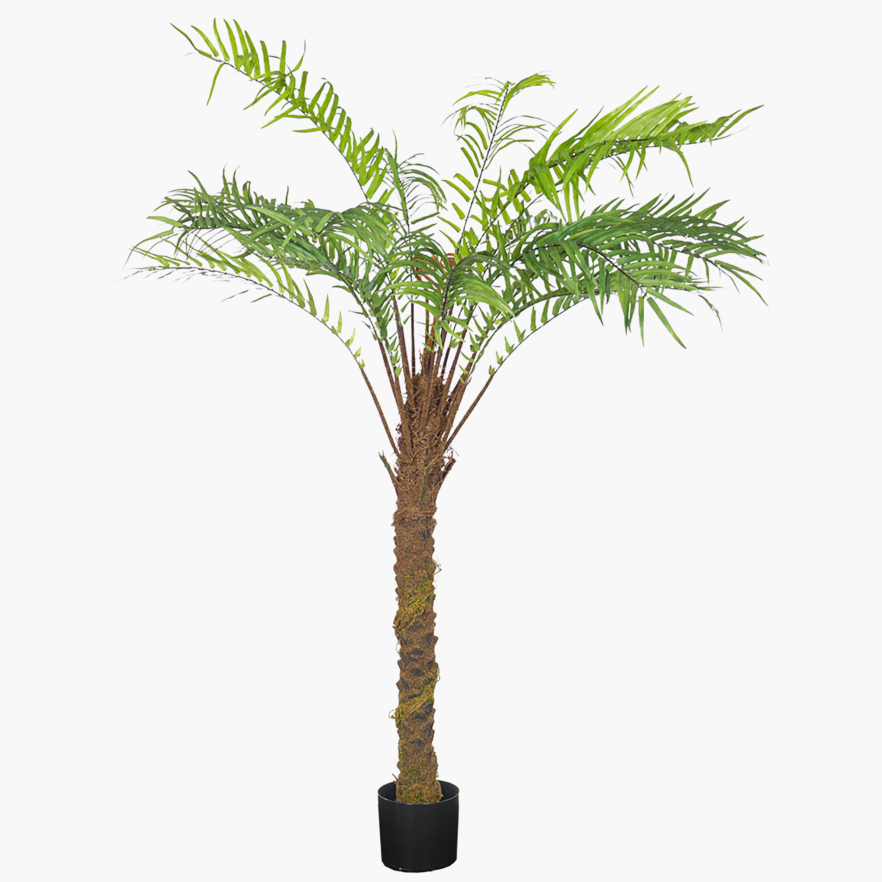Fern Palm Tree in Pot - 150 cm
