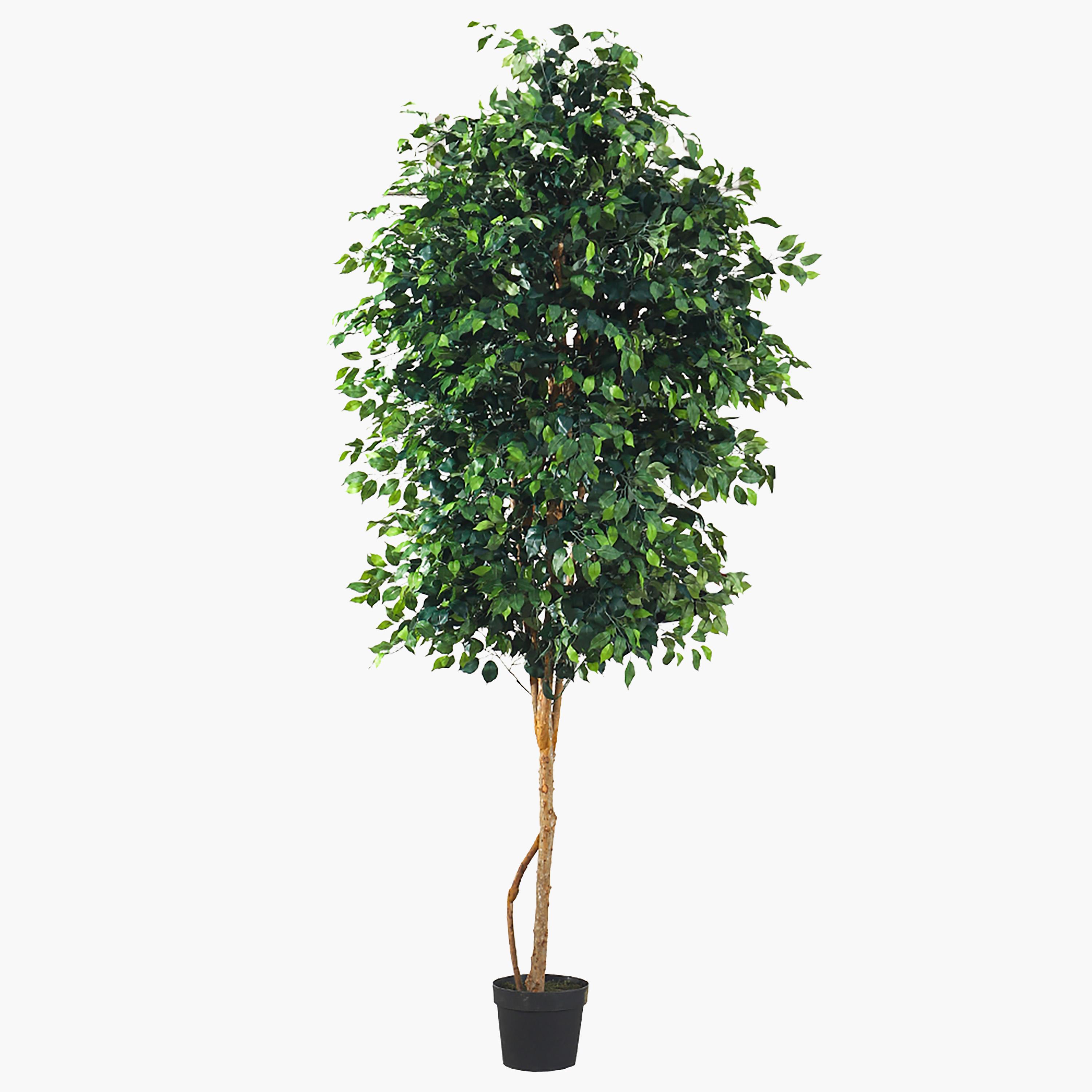 Ficus Tree - 305 cm