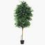 شجرة الفيكس - 305 سم-InfluencerCodes_Ramadan26_All_20012026-image-5