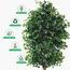 شجرة الفيكس - 305 سم-InfluencerCodes_Ramadan26_All_20012026-image-2