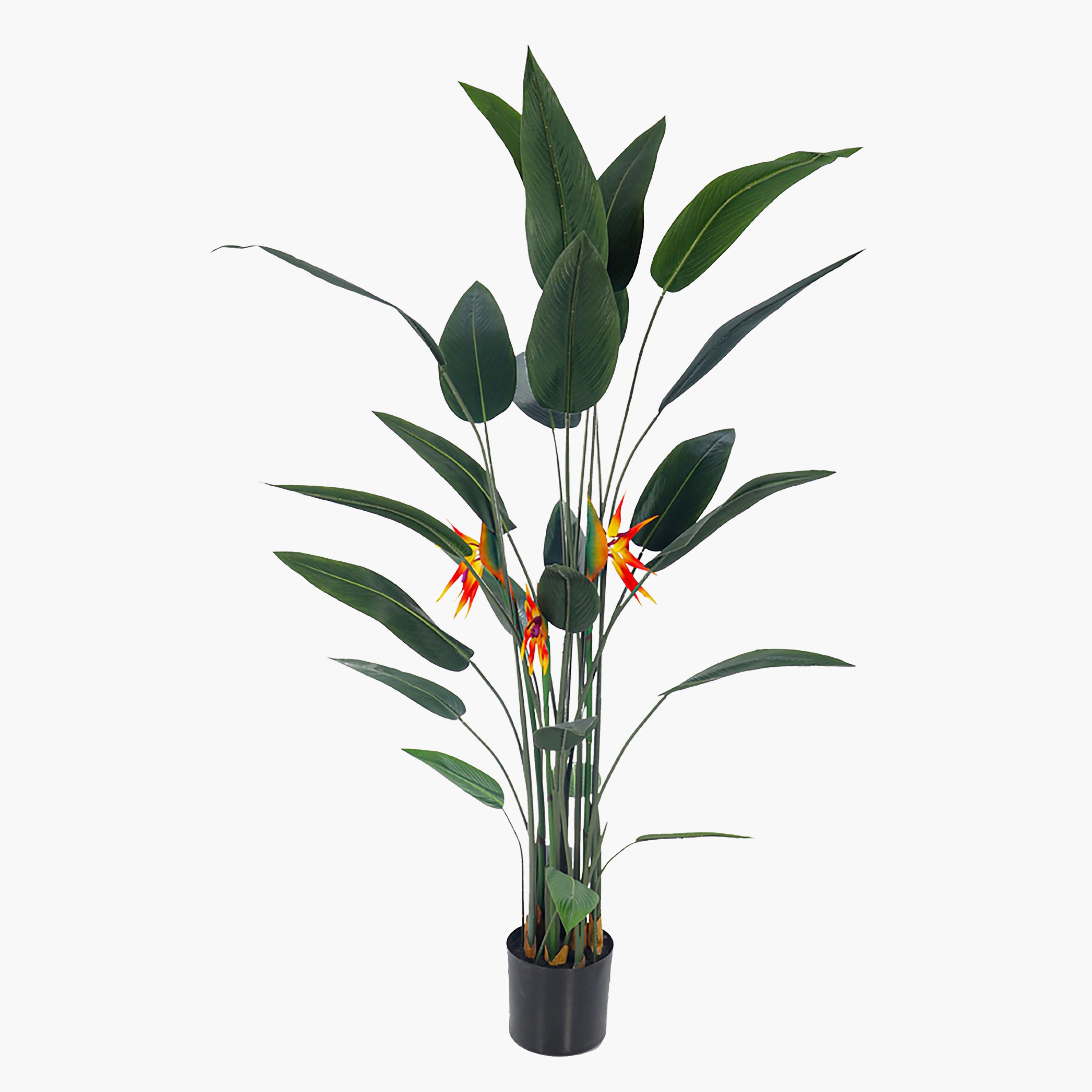 Bird of Paradise Plant in Pot - 170 cm