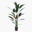 Bird of Paradise Plant in Pot - 170 cm-InfluencerCodes_Ramadan26_All_20012026-image-1