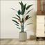 Bird of Paradise Plant in Pot - 170 cm-InfluencerCodes_Ramadan26_All_20012026-image-2