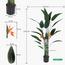 Bird of Paradise Plant in Pot - 170 cm-InfluencerCodes_Ramadan26_All_20012026-image-9