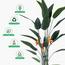 Bird of Paradise Plant in Pot - 170 cm-InfluencerCodes_Ramadan26_All_20012026-image-4