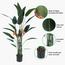 Bird of Paradise Plant in Pot - 170 cm-InfluencerCodes_Ramadan26_All_20012026-image-5