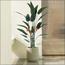 Bird of Paradise Plant in Pot - 170 cm-InfluencerCodes_Ramadan26_All_20012026-image-7
