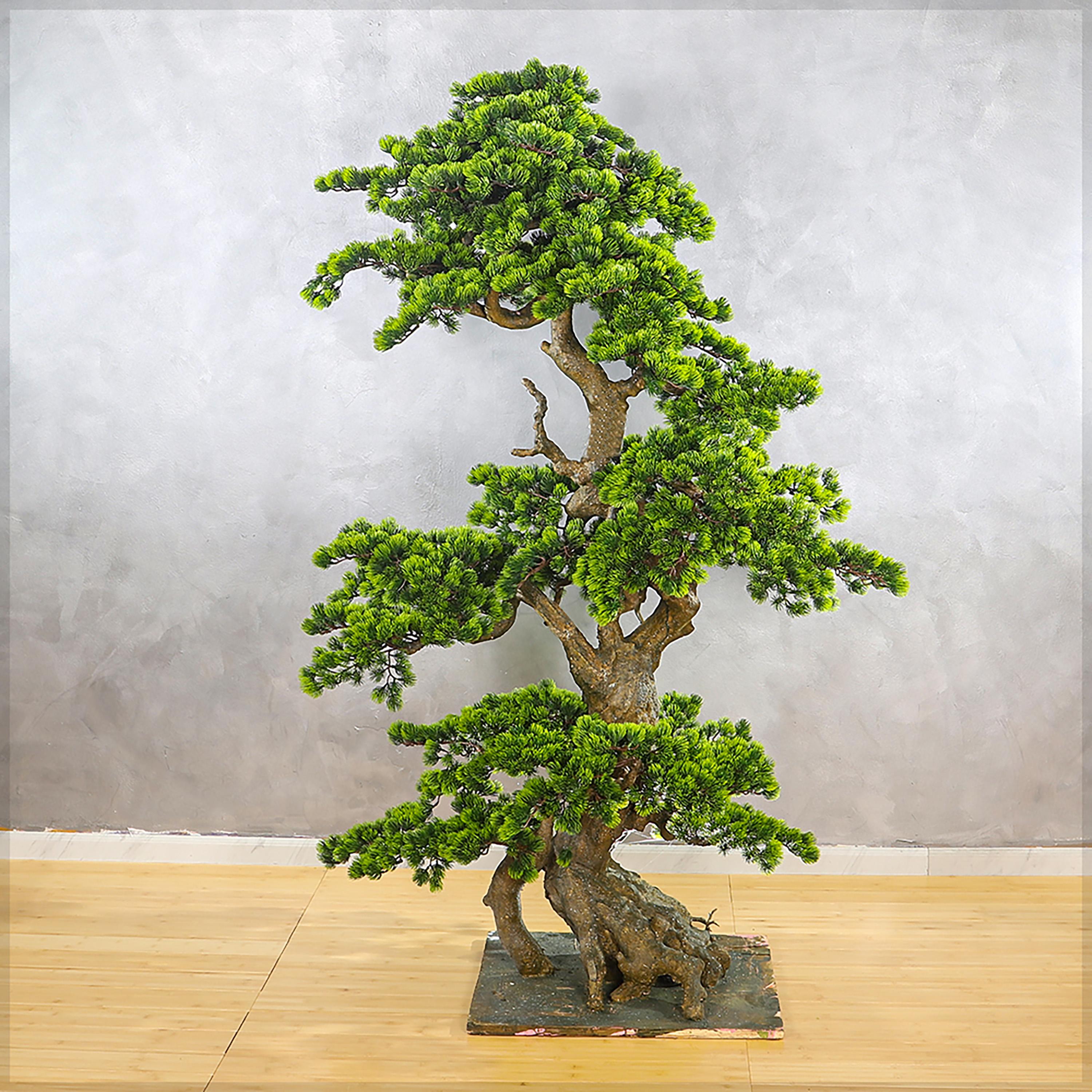 Pine Bonsai Tree - 145 cm