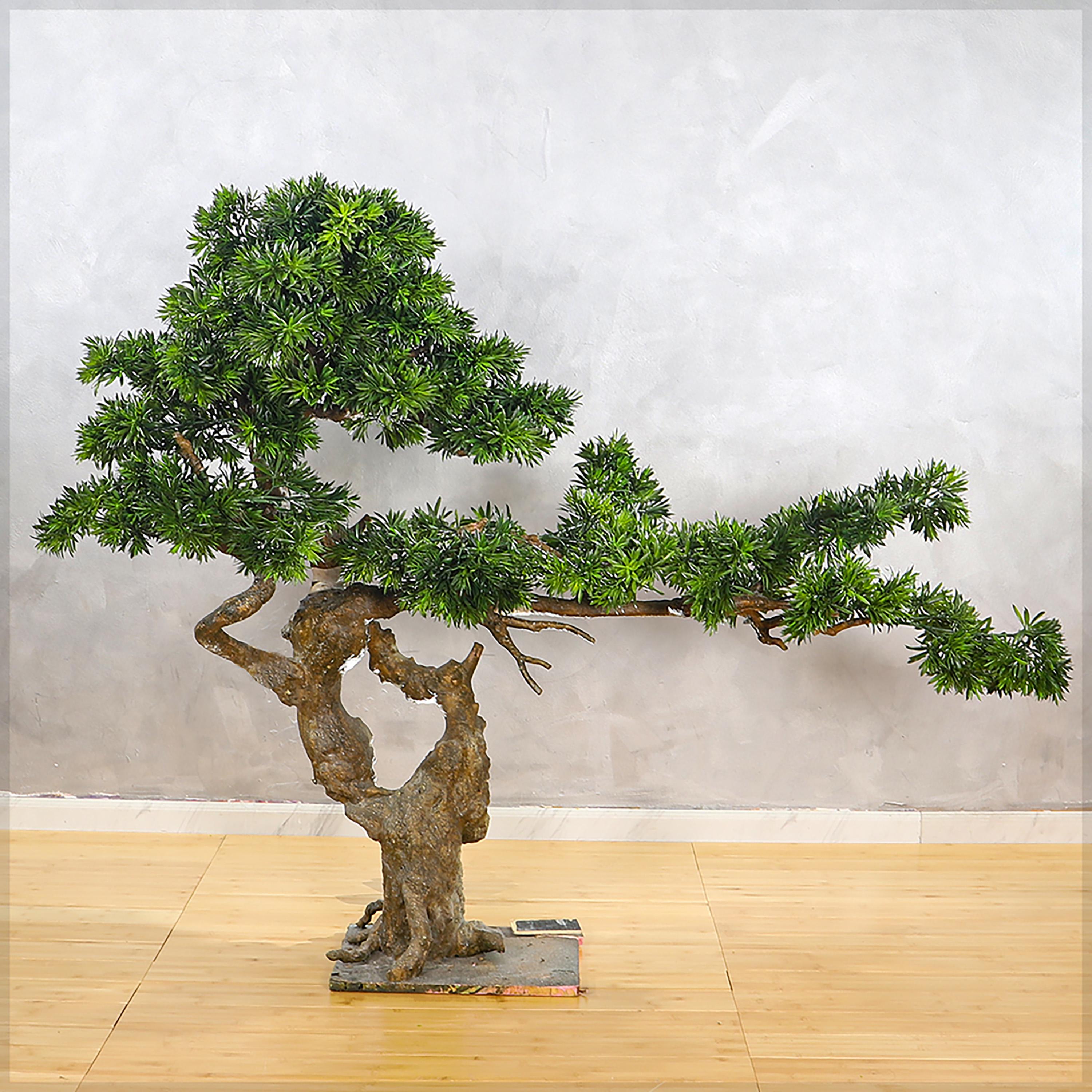 Pine Bonsai Plant - 130 cm