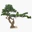 نبات بونساي صنوبر - 130 سم-household-gardenandoutdoor-artificialplants-bonsai-image-6