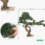 نبات بونساي صنوبر - 130 سم-household-gardenandoutdoor-artificialplants-bonsai-image-5