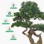 نبات بونساي صنوبر - 130 سم-household-gardenandoutdoor-artificialplants-bonsai-image-3