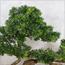نبات بونساي صنوبر - 130 سم-household-gardenandoutdoor-artificialplants-bonsai-image-1