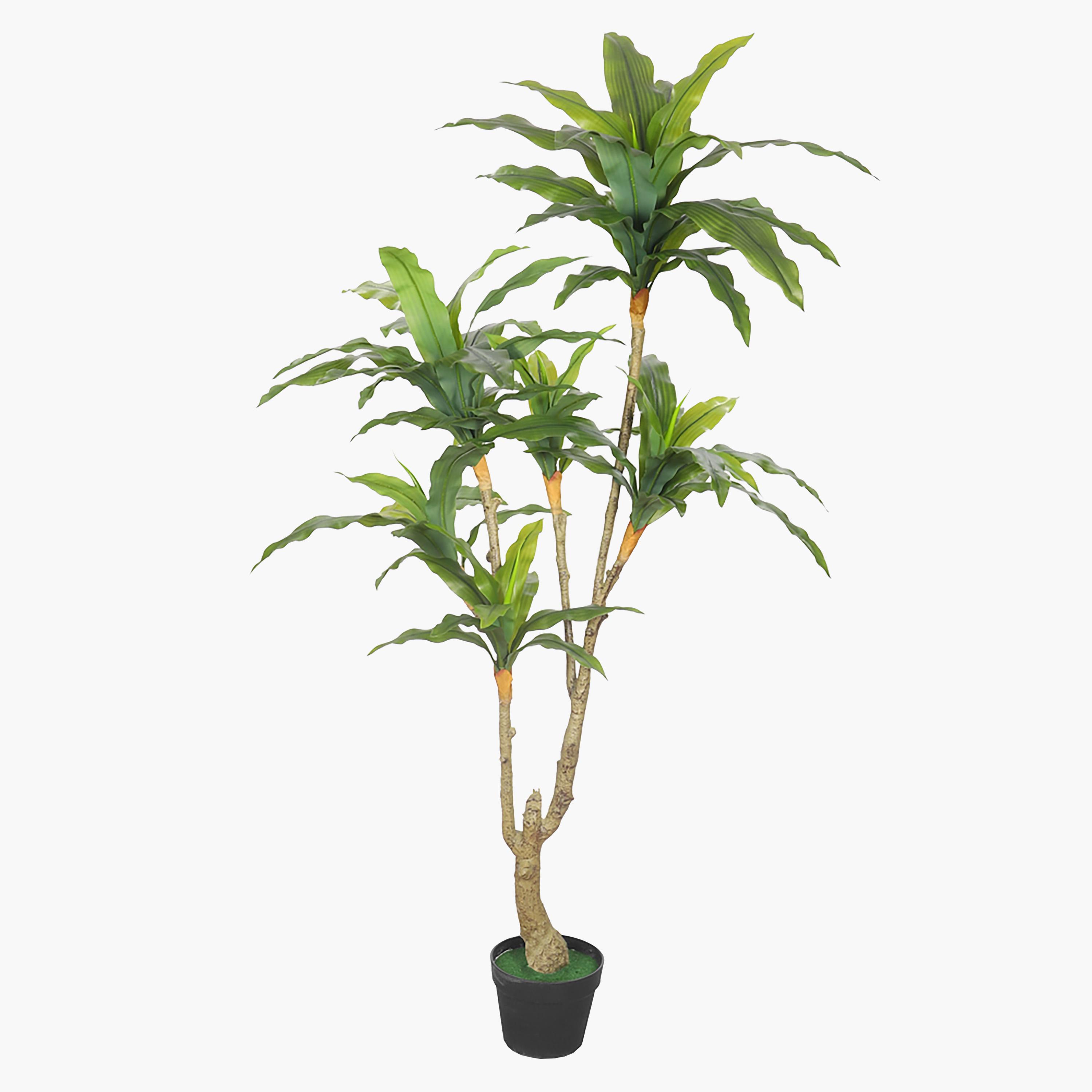 Dracaena Plant - 155 cm