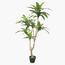 نبات دراسينا - 155 سم-InfluencerCodes_Ramadan26_All_20012026-image-6