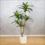 نبات دراسينا - 155 سم-InfluencerCodes_Ramadan26_All_20012026-image-5