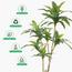 نبات دراسينا - 155 سم-InfluencerCodes_Ramadan26_All_20012026-image-2