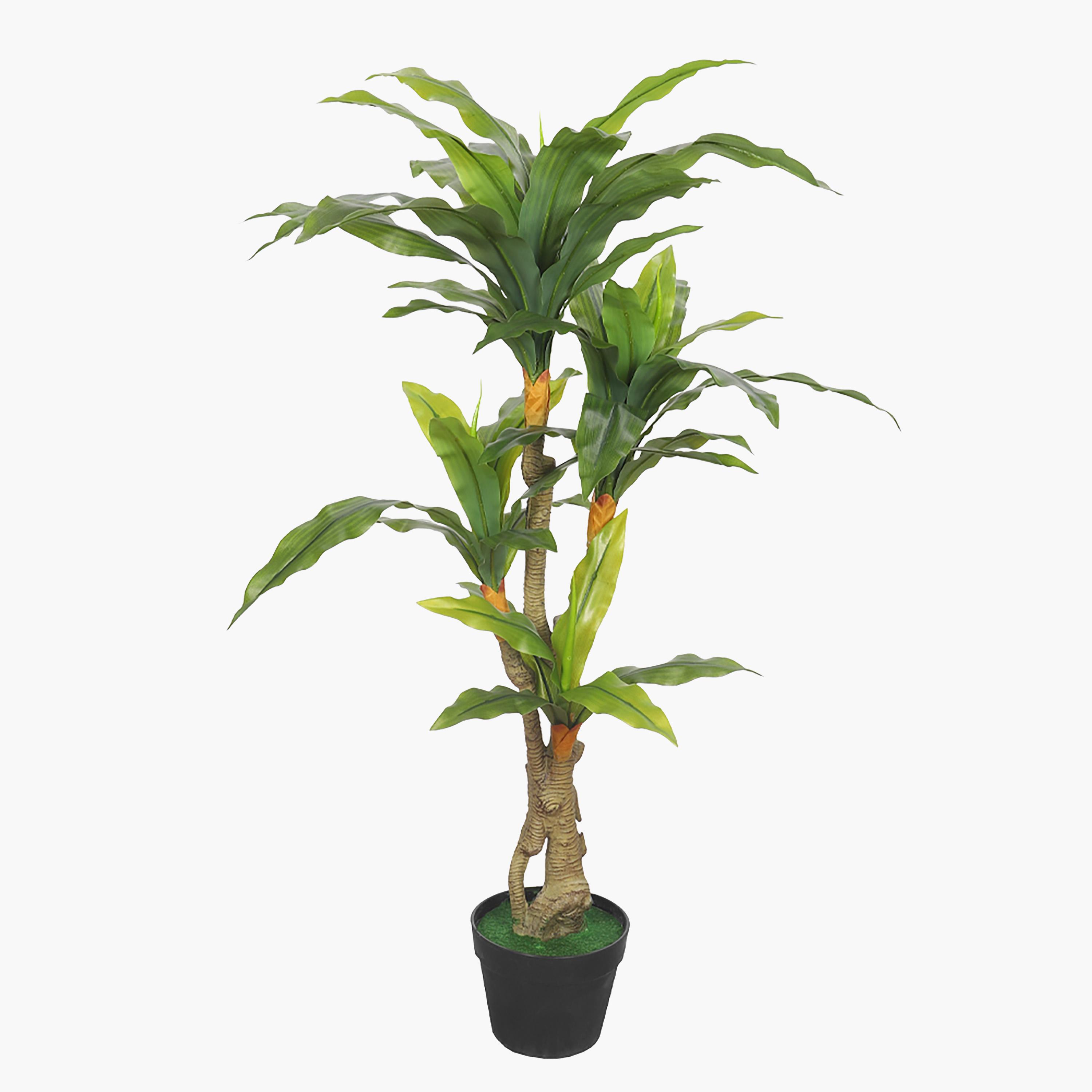 Dracaena Plant - 110 cm