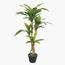 نبتة دراسينا - 110 سم-InfluencerCodes_Ramadan26_All_20012026-image-6